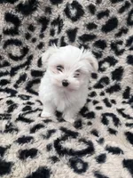Trevor, a male Maltese for sale in Colony, KS – Photo 2 of 3