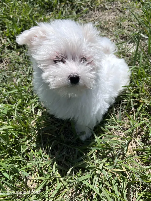 Trevor – Maltese puppy for sale in Colony, KS
