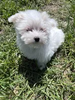 Trevor, a male Maltese for sale in Colony, KS – 1 of 6