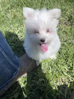 Trevor, a male Maltese for sale in Colony, KS – 3 of 6