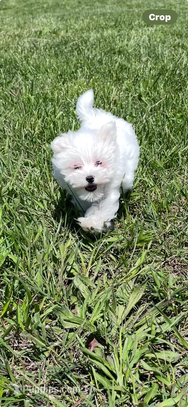 Trevor – Maltese puppy for sale in Colony, KS