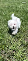 Trevor, a male Maltese for sale in Colony, KS – 2 of 6