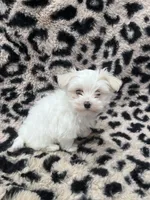 Trevor, a male Maltese for sale in Colony, KS – Photo 3 of 3