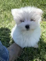 Trevor, a male Maltese for sale in Colony, KS – 5 of 6