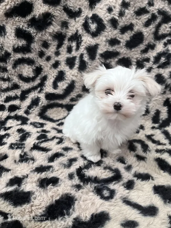 Trevor – Maltese puppy for sale in Colony, KS