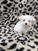 Trevor, a male Maltese for sale in Colony, KS – Photo 1 of 3