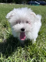 Trevor, a male Maltese for sale in Colony, KS – 4 of 6