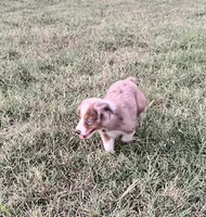 Josie, a female Miniature Australian Shepherd for sale in Colony, KS – 3 of 3