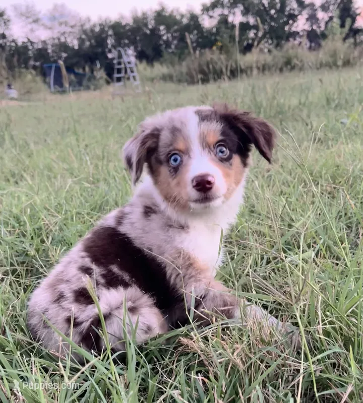 Memphis  – Miniature Australian Shepherd puppy for sale in Colony, KS