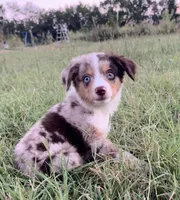 Memphis , a male Miniature Australian Shepherd for sale in Colony, KS – 1 of 2