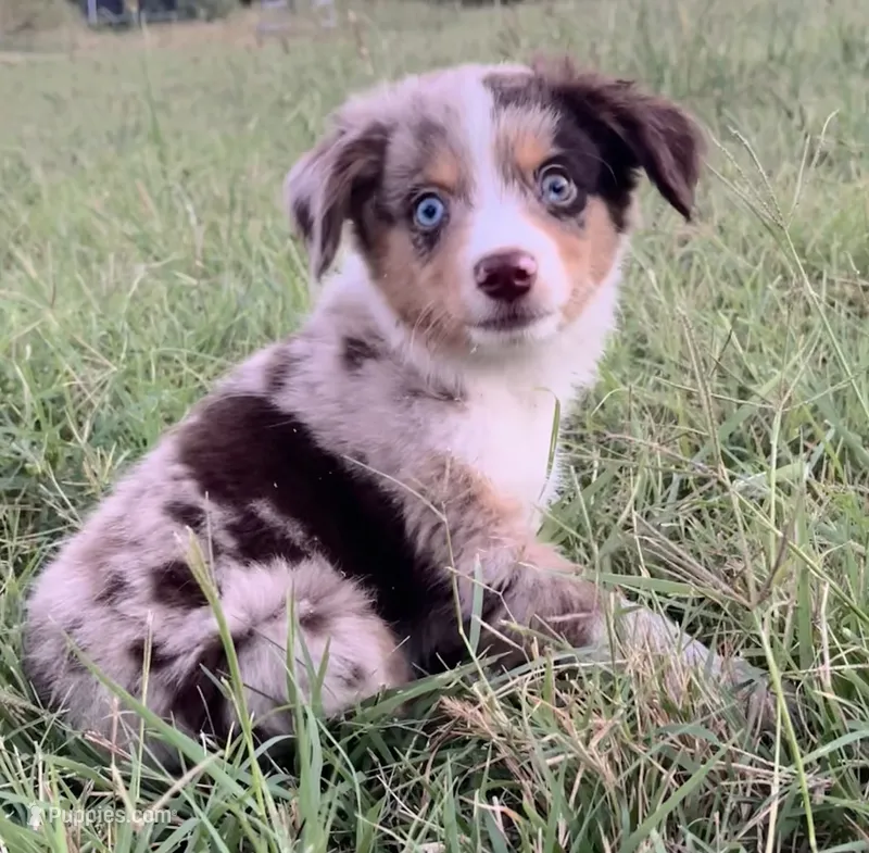 Memphis  – Miniature Australian Shepherd puppy for sale in Colony, KS