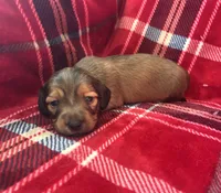 Mickey AKC, a male Miniature Dachshund for sale in Cullman, AL – 1 of 3