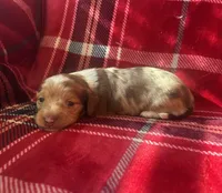 Minnie AKC, a female Miniature Dachshund for sale in Cullman, AL – 1 of 3