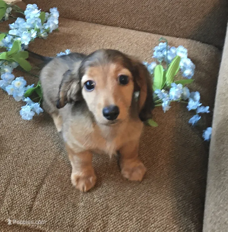 Mickey AKC Shaded Cream – Dachshund puppy for sale in Cullman, AL