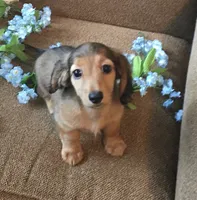 Mickey AKC Shaded Cream, a male Dachshund for sale in Cullman, AL – 1 of 1