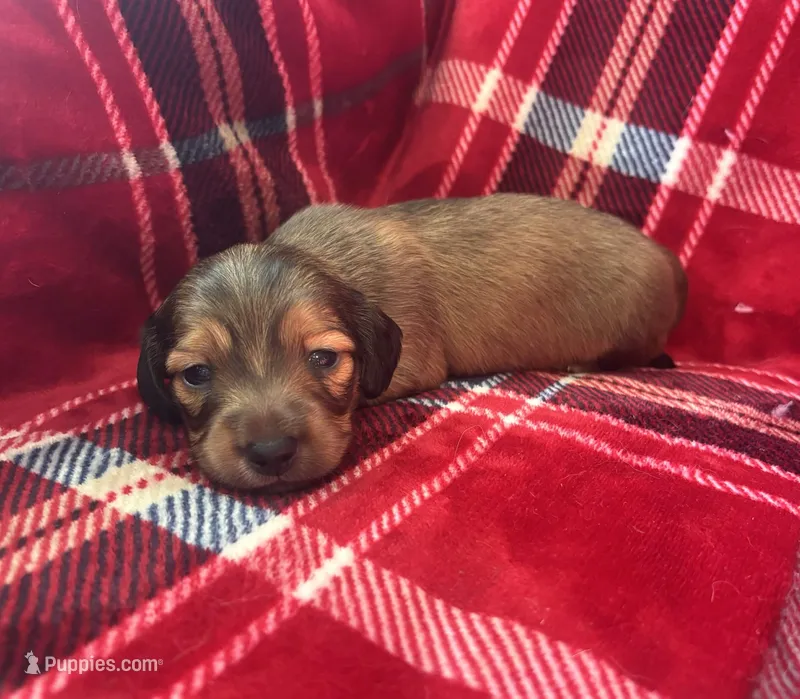 Mickey AKC Shaded Cream – Dachshund puppy for sale in Cullman, AL