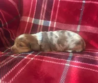Minnie AKC, a female Miniature Dachshund for sale in Cullman, AL – 2 of 3