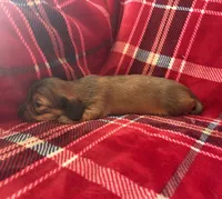 Mickey AKC Shaded Cream, a male Dachshund for sale in Cullman, AL – 2 of 3