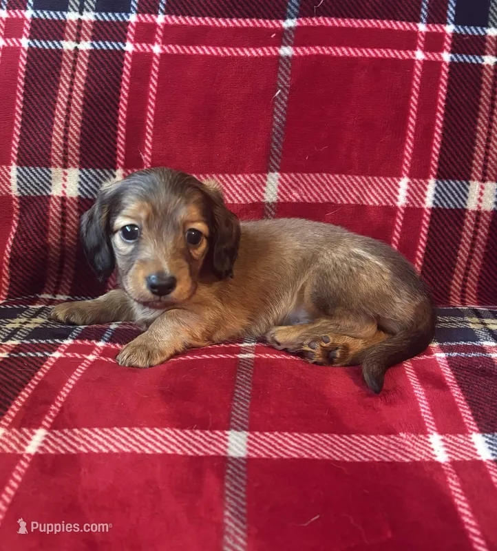 Mickey AKC Shaded Cream – Dachshund puppy for sale in Cullman, AL