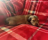Mickey AKC Shaded Cream, a male Dachshund for sale in Cullman, AL – 3 of 3