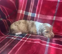 Minnie AKC, a female Miniature Dachshund for sale in Cullman, AL – 3 of 3
