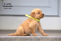 Lady, a female Golden Retriever for sale in Sears, MI – 2 of 4