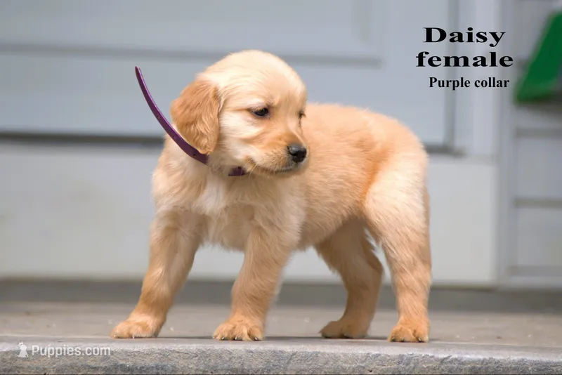 Daisy – Golden Retriever puppy for sale in Sears, MI
