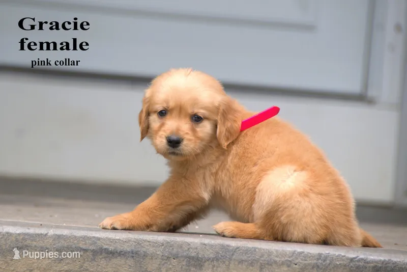 Gracie – Golden Retriever puppy for sale in Sears, MI