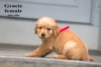 Gracie, a female Golden Retriever for sale in Sears, MI – 2 of 4
