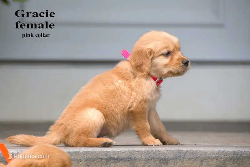 Gracie – Golden Retriever puppy for sale in Sears, MI