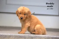 Buddy, a male Golden Retriever for sale in Sears, MI – 2 of 4