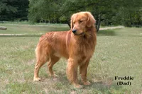 Bear, a male Golden Retriever for sale in Sears, MI – 3 of 4