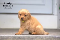 Lady, a female Golden Retriever for sale in Sears, MI – 1 of 4