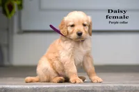Daisy, a female Golden Retriever for sale in Sears, MI – 2 of 4