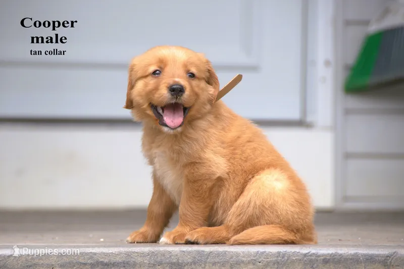 Cooper – Golden Retriever puppy for sale in Sears, MI