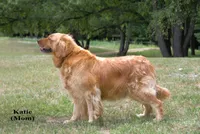 Cooper, a male Golden Retriever for sale in Sears, MI – 4 of 4