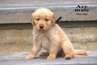 Ace, a male Golden Retriever for sale in Sears, MI – 2 of 4