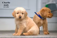 Charlie , a male Golden Retriever for sale in Sears, MI – 2 of 4