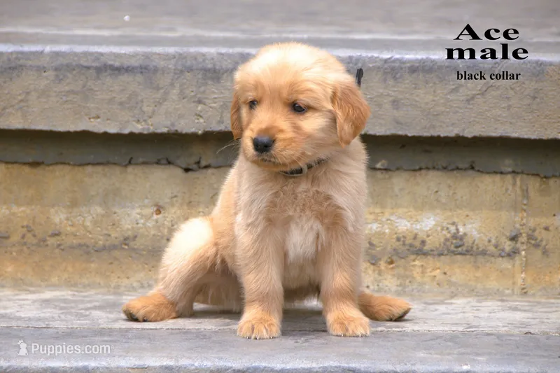 Ace – Golden Retriever puppy for sale in Sears, MI