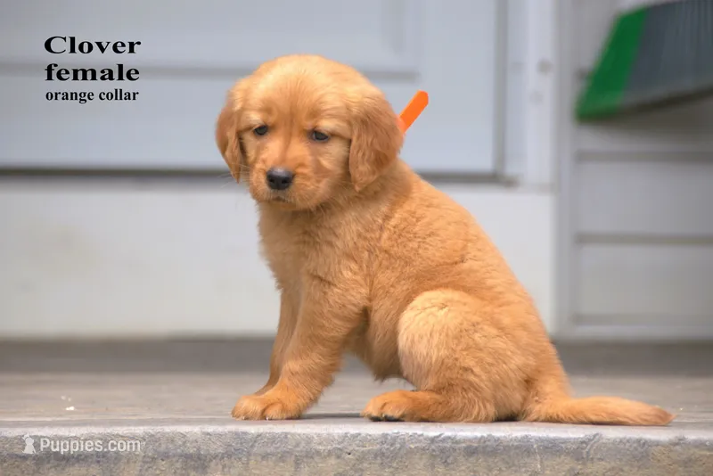 Clover – Golden Retriever puppy for sale in Sears, MI