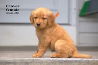 Clover, a female Golden Retriever for sale in Sears, MI – 1 of 4