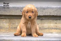 Bear, a male Golden Retriever for sale in Sears, MI – 2 of 4
