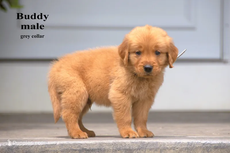 Buddy – Golden Retriever puppy for sale in Sears, MI