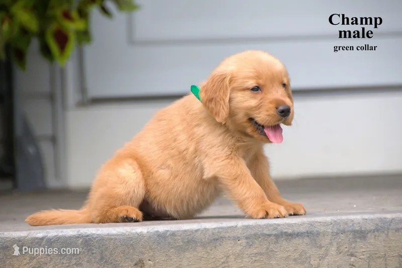 Champ – Golden Retriever puppy for sale in Sears, MI