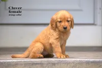 Clover, a female Golden Retriever for sale in Sears, MI – 2 of 4