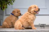 Cooper, a male Golden Retriever for sale in Sears, MI – 2 of 4