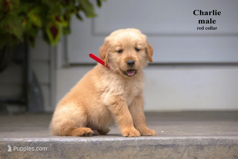 Charlie  – Golden Retriever puppy for sale in Sears, MI