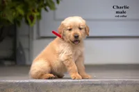 Charlie , a male Golden Retriever for sale in Sears, MI – 1 of 4