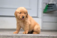 Champ, a male Golden Retriever for sale in Sears, MI – 2 of 4