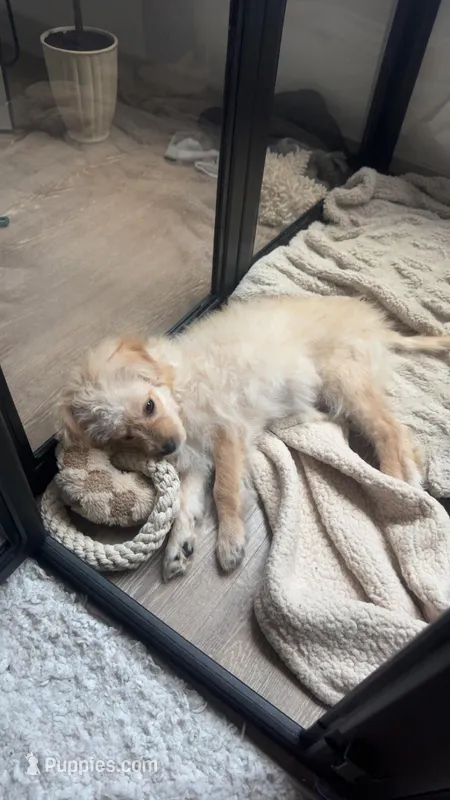 Zero – Maltipoo puppy for sale in The Woodlands, TX